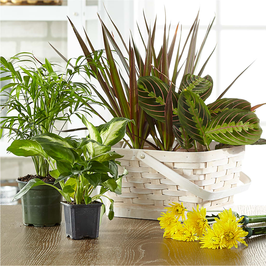 Florist Designed Blooming and Green Plants in a Basket – East City Flower Shop, Peterborough ON
