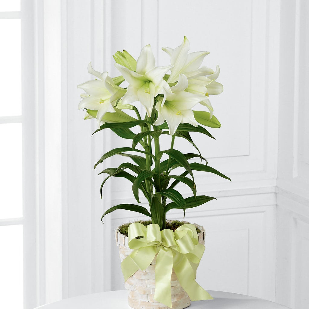 Easter Lily Plant – East City Flower Shop, Peterborough ON