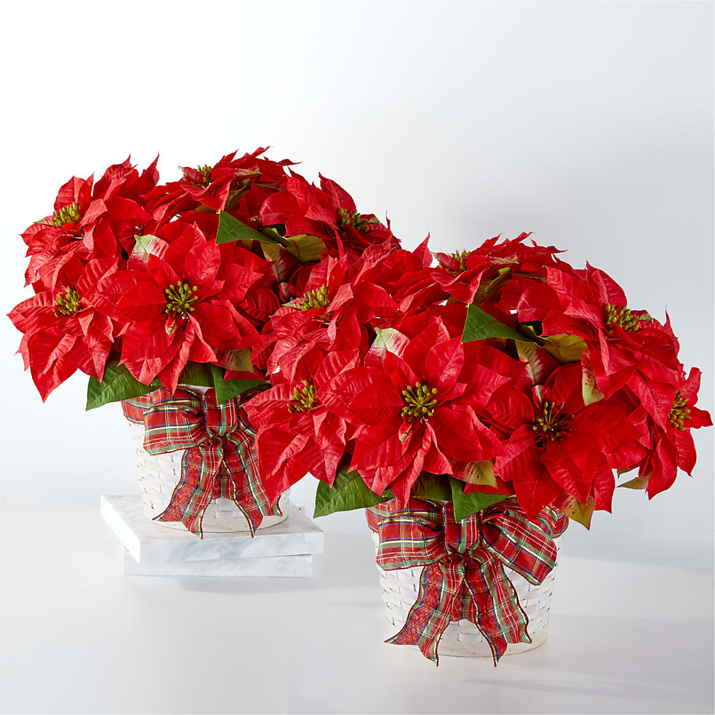 Happiest Holidays Poinsettia Bundle – East City Flower Shop, Peterborough ON