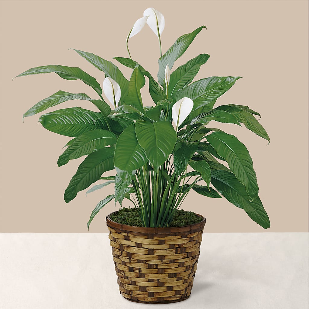 Tranquil Moments Peace Lily Plant – East City Flower Shop, Peterborough ON