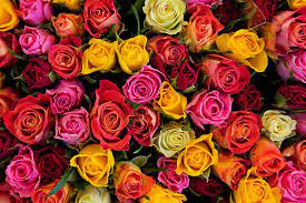 Roses – East City Flower Shop, Peterborough ON