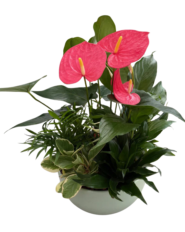 ECFSANTPLANTER