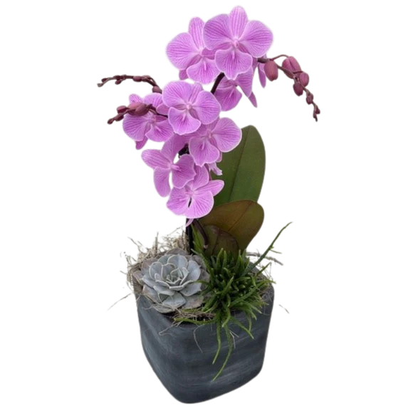 ECFS Orchid Succulent Planter