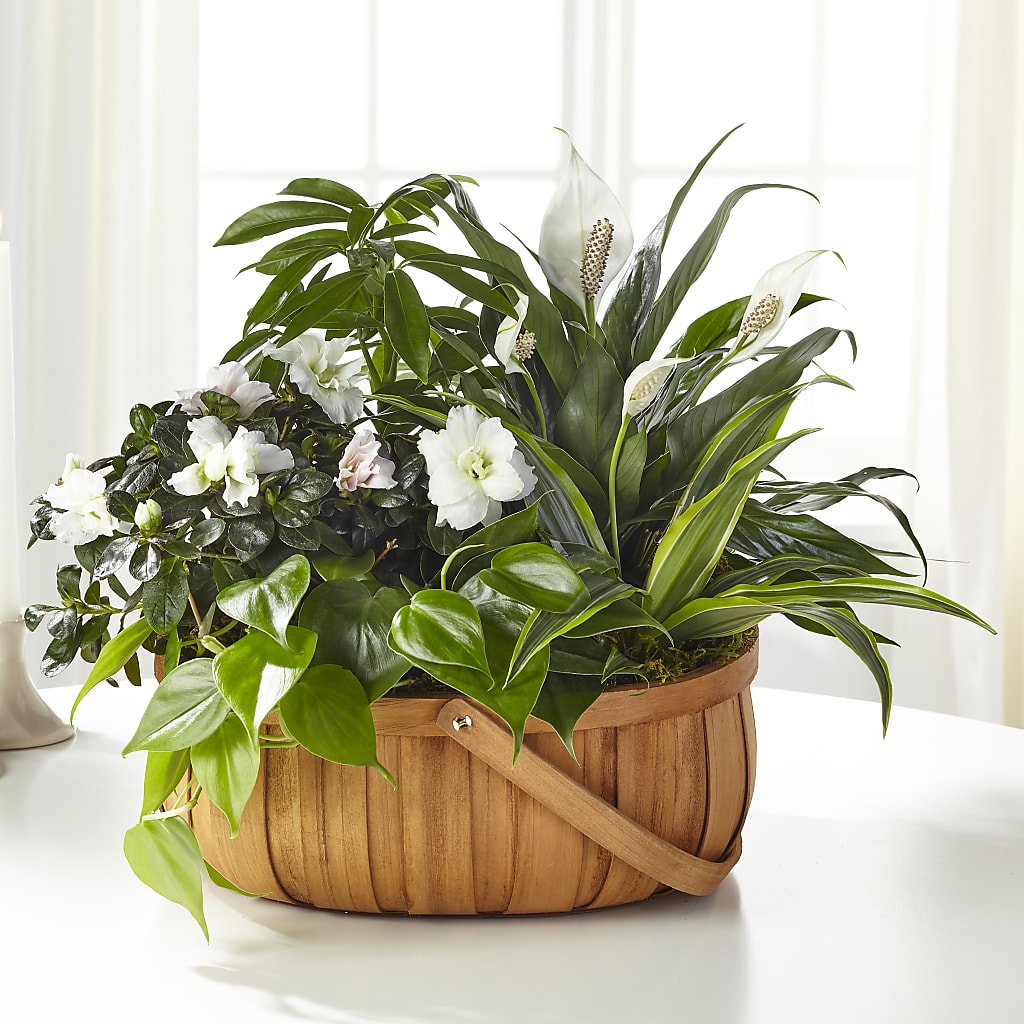 Serene Dishgarden – East City Flower Shop, Peterborough ON