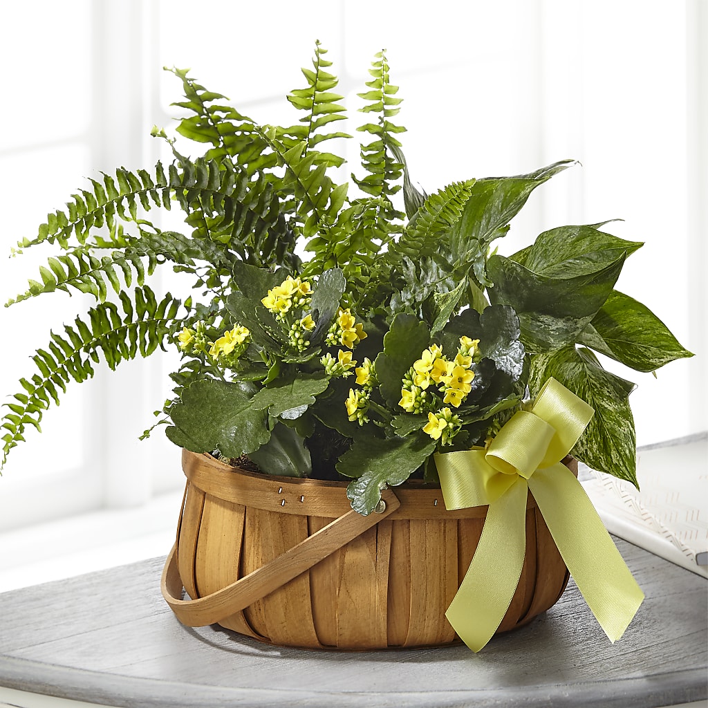 Always Dear Dishgarden – East City Flower Shop, Peterborough ON