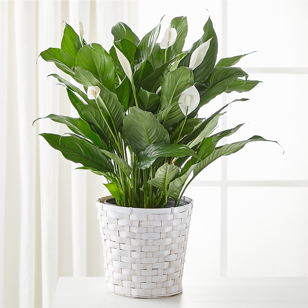 A New Leaf Peace Lily – East City Flower Shop, Peterborough ON