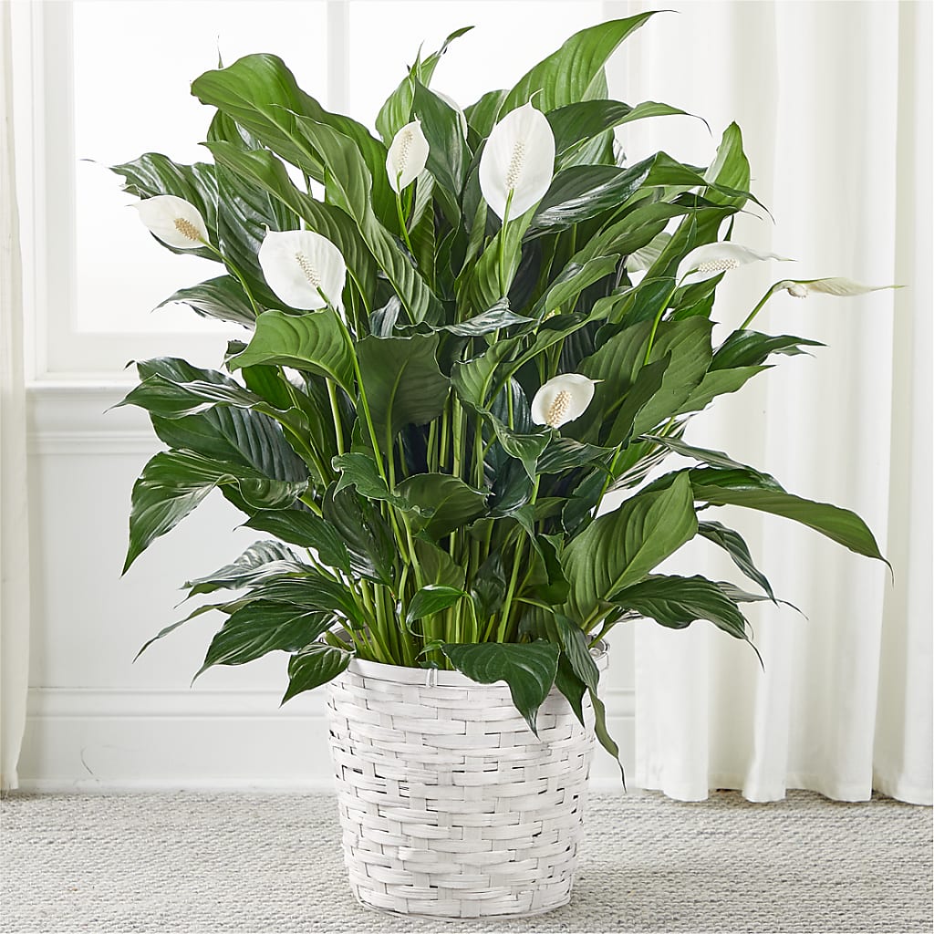 A New Leaf Peace Lily – East City Flower Shop, Peterborough ON