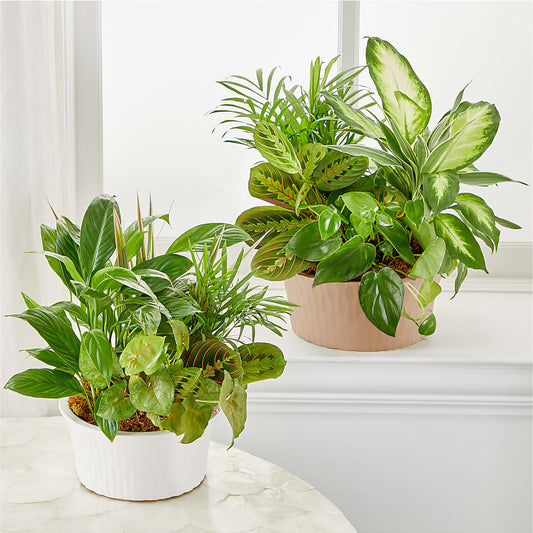 Balance & Harmony Dishgarden – East City Flower Shop, Peterborough ON