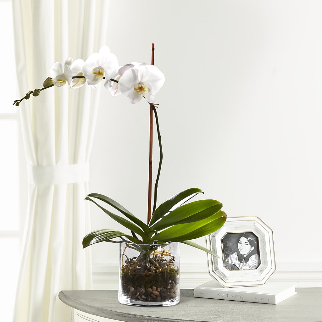 White Orchid Planter – East City Flower Shop, Peterborough ON