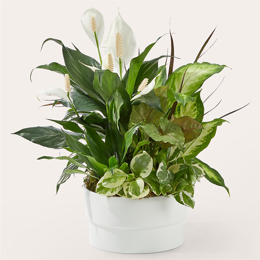 Radiating Positivity Dishgarden – East City Flower Shop, Peterborough ON