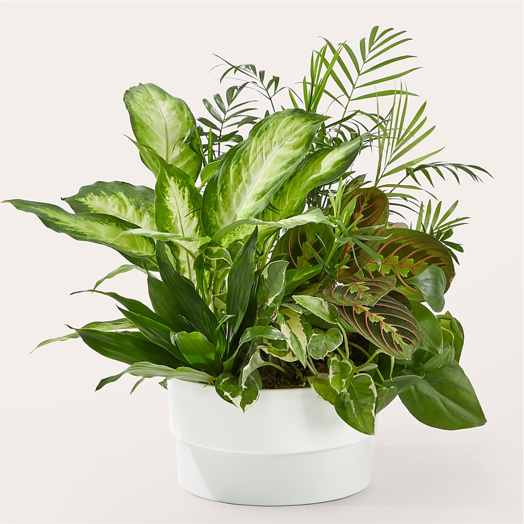 Radiating Positivity Dishgarden – East City Flower Shop, Peterborough ON