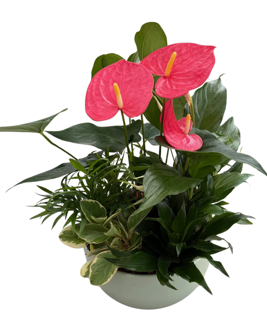 ECFSANTPLANTER
