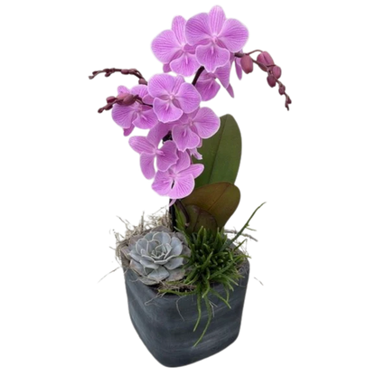 ECFS Orchid Succulent Planter –  East City Flower Shop, Peterborough ON