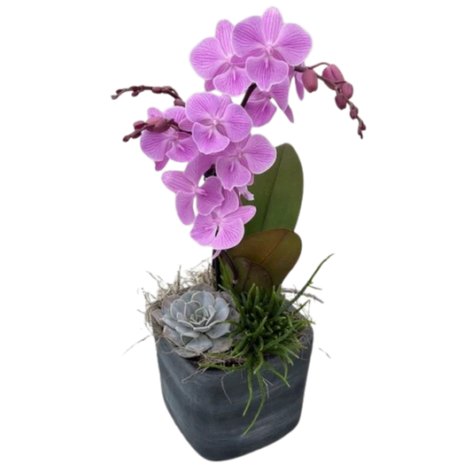 ECFS Orchid Succulent Planter