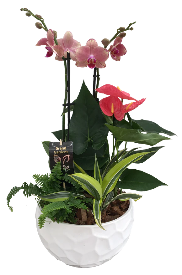 XL Round orchid planter