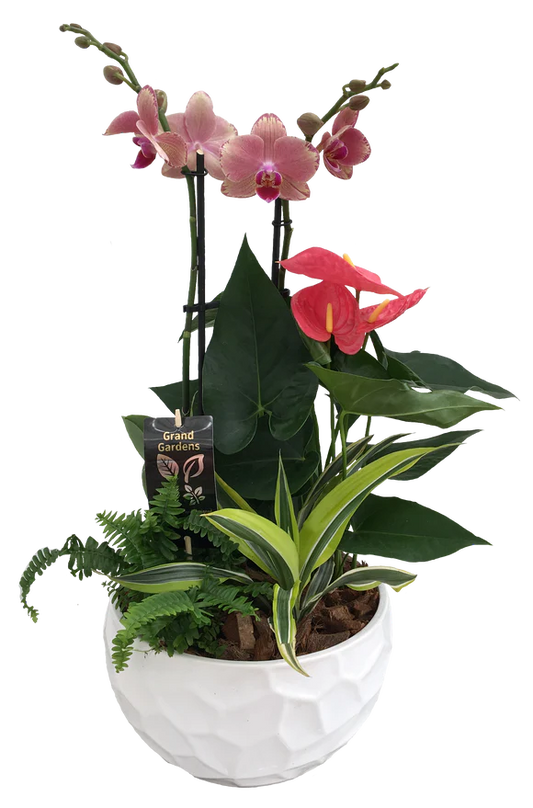 XL Round orchid planter