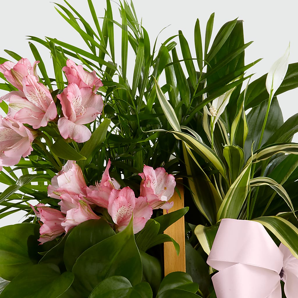 Living Spirit Dishgarden –  East City Flower Shop, Peterborough ON