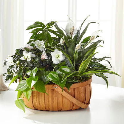 Serene Dishgarden –  East City Flower Shop, Peterborough ON