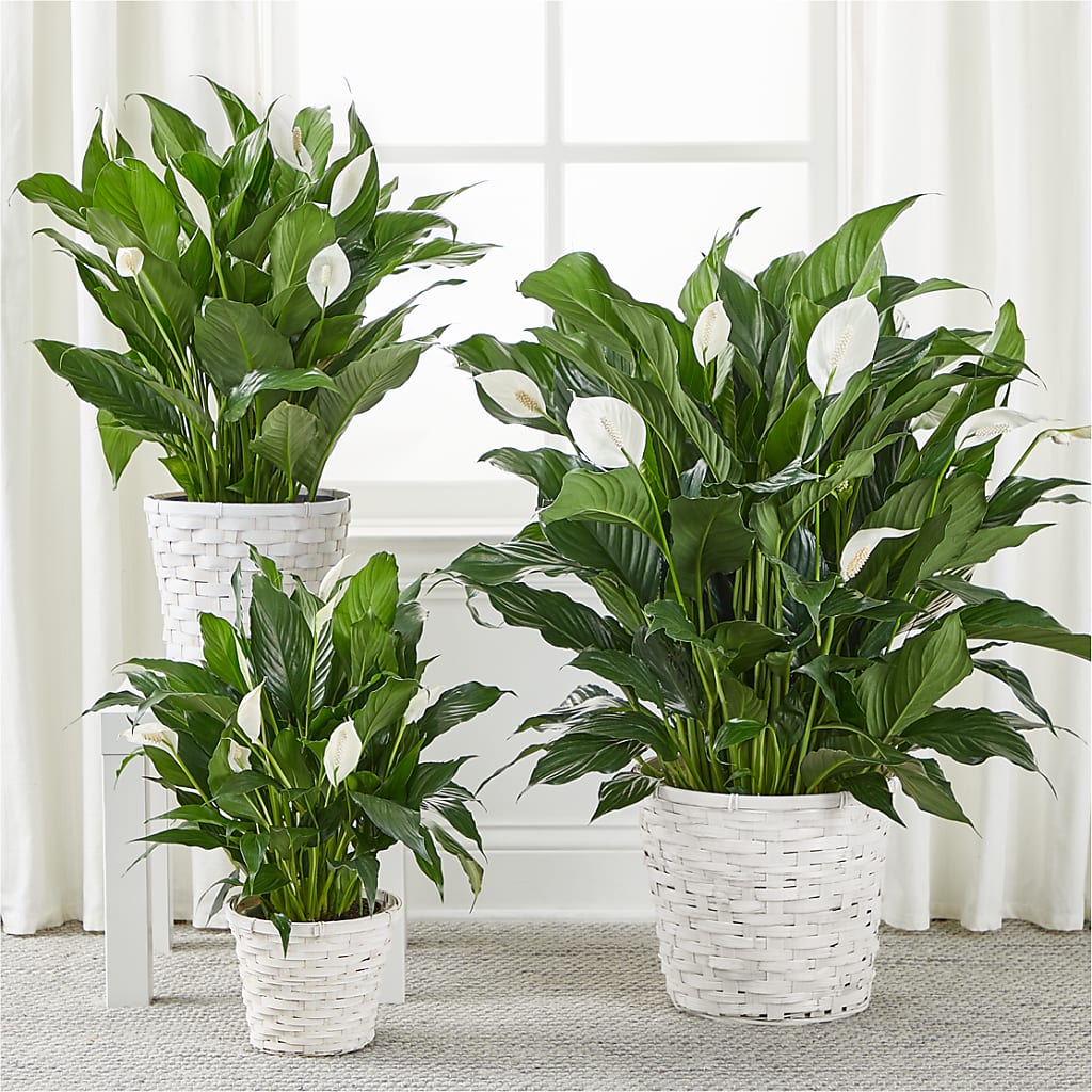 A New Leaf Peace Lily –  East City Flower Shop, Peterborough ON