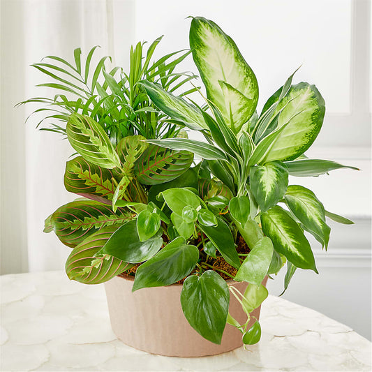 Balance & Harmony Dishgarden –  East City Flower Shop, Peterborough ON