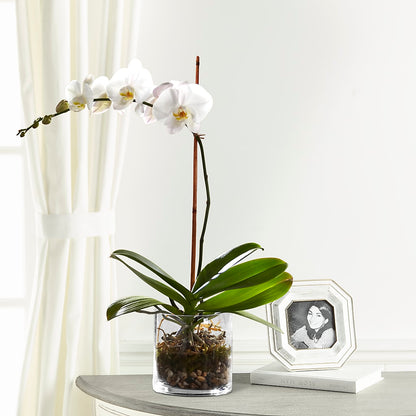 White Orchid Planter –  East City Flower Shop, Peterborough ON