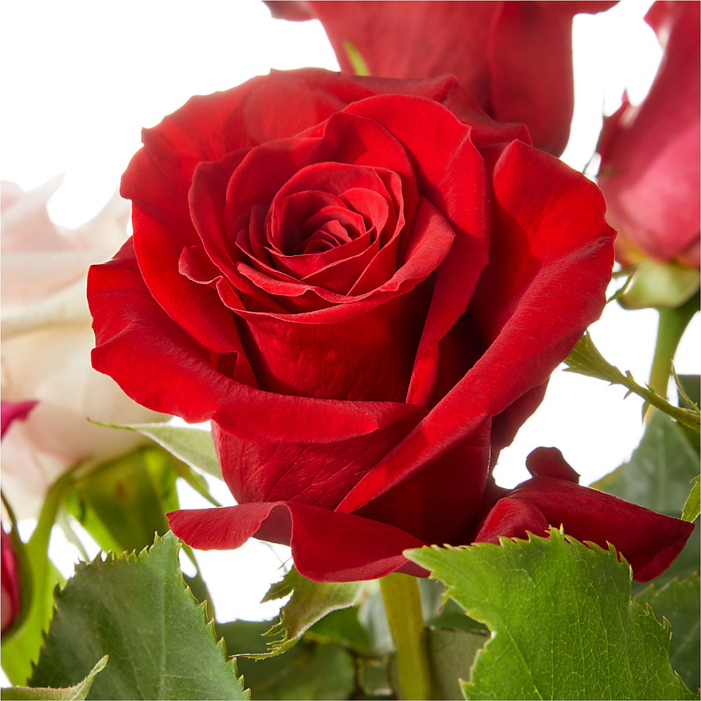 Love Notes Rose Bouquet –  East City Flower Shop, Peterborough ON